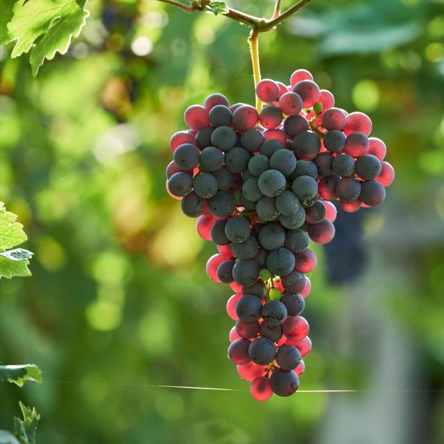 Valpolicella: Amarone Experience with Cantina Visit - Who Will Love This Experience?