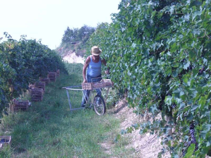 Valpolicella: Guided tour of the winery with tastings - Final Thoughts