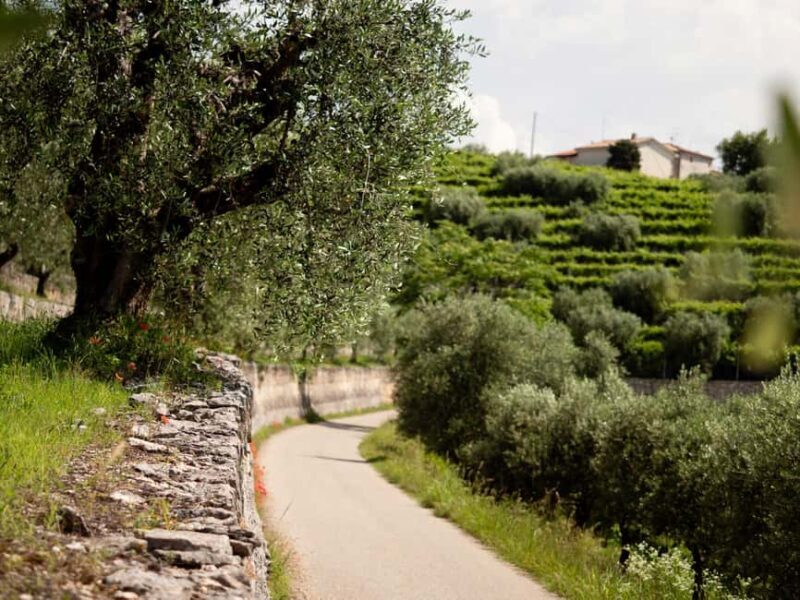 Valpolicella Wine Museum: E-bike rental with App and Tasting - Practical Details and What to Expect