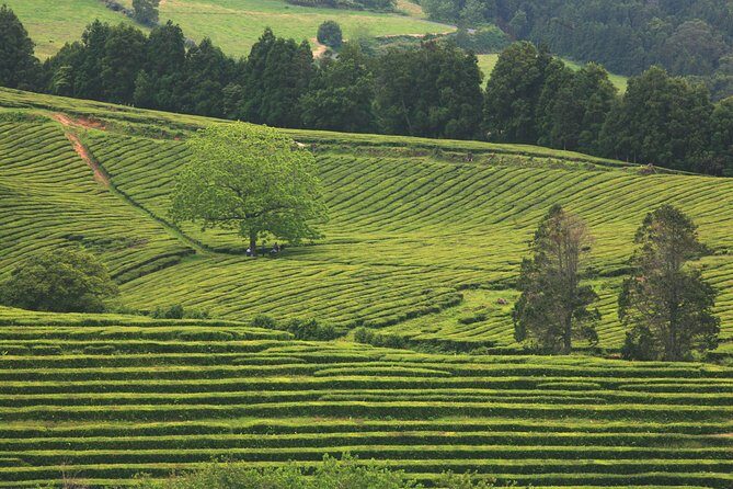 Van Tour Nordeste - Practical Details and Tips