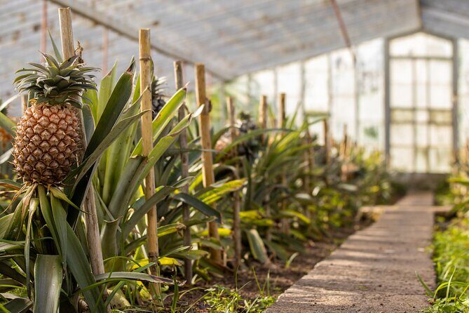 Van Tour Sete Cidades + Lagoa do Fogo Full-Day - The Majestic Lagoa do Fogo