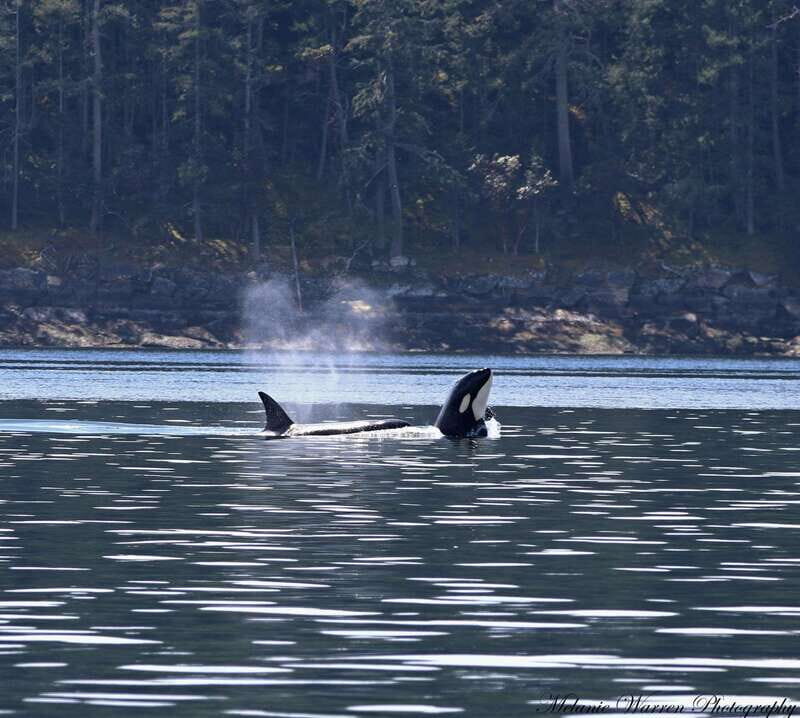 Vancouver, BC: Whale Watching Tour Small Zodiac with Guide - Vancouver, BC: Whale Watching Tour Small Zodiac with Guide — An Honest Look