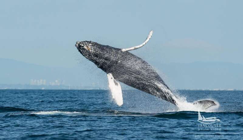 Vancouver, BC: Whale Watching Tour Small Zodiac with Guide - Key Points