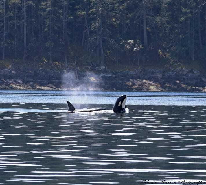 Vancouver, BC: Whale Watching Tour with Guide - The Sum Up