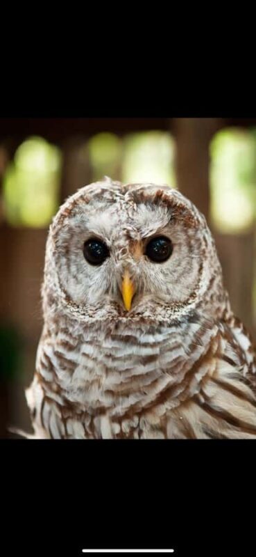 Vancouver: Capilano Suspension Bridge & Grouse Mountain - What to Expect During the Day