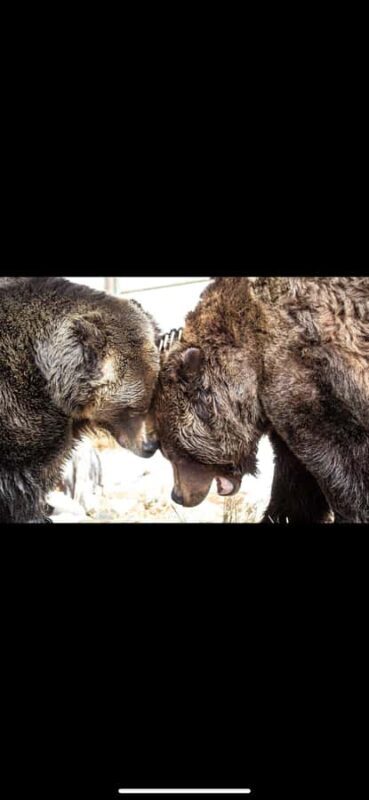 Vancouver: Capilano Suspension Bridge & Grouse Mountain - Who Is This Tour Best For?