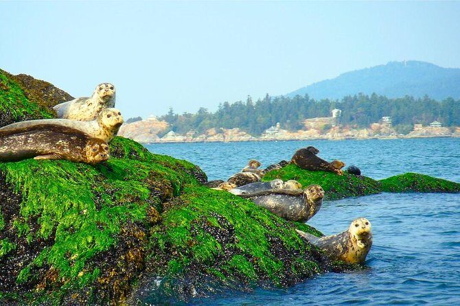 Vancouver City and Seals Scenic Boat Tour by Vancouver Water Adventures - What Travelers Are Saying