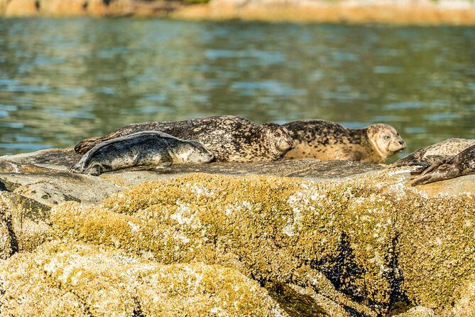 Vancouver City and Seals Scenic Boat Tour by Vancouver Water Adventures - Price and Value