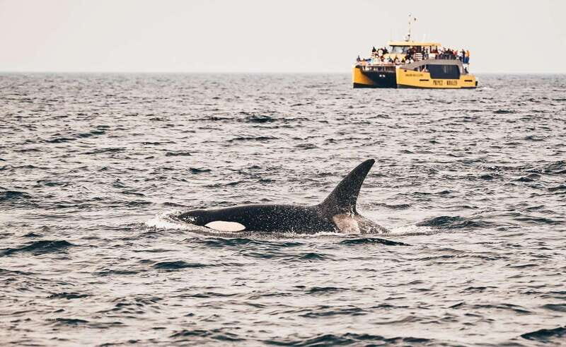 Vancouver: Covered Whale Watching Adventure with Free Photos - The Experience: What You Can Expect