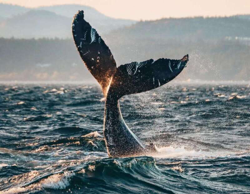 Vancouver: Covered Whale Watching Adventure with Free Photos - Final Thoughts