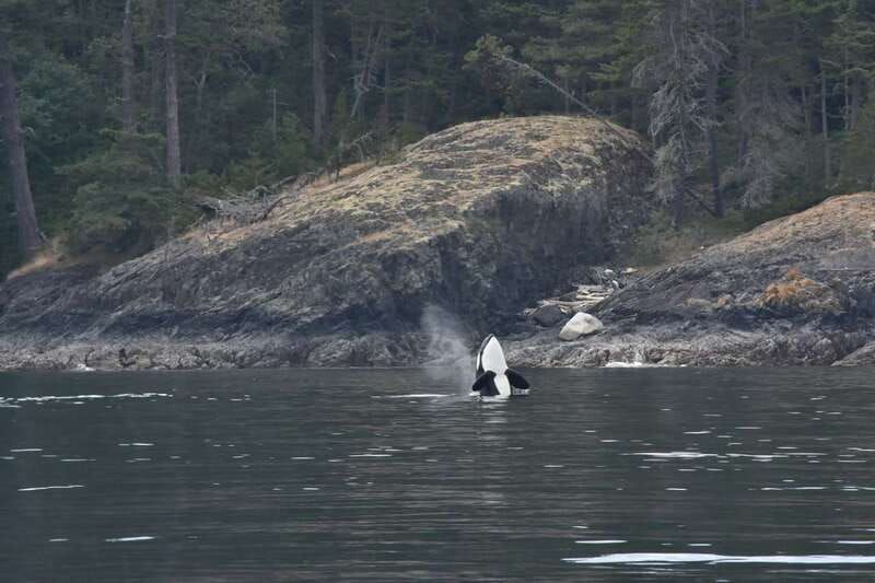 Vancouver: Covered Whale Watching Adventure with Free Photos - Whale Sightings Guarantee: How the Re-Join Policy Works