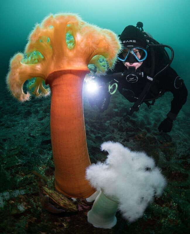 Vancouver: Discover the Best SCUBAdiving Sites by Boat - Who Would Enjoy This?