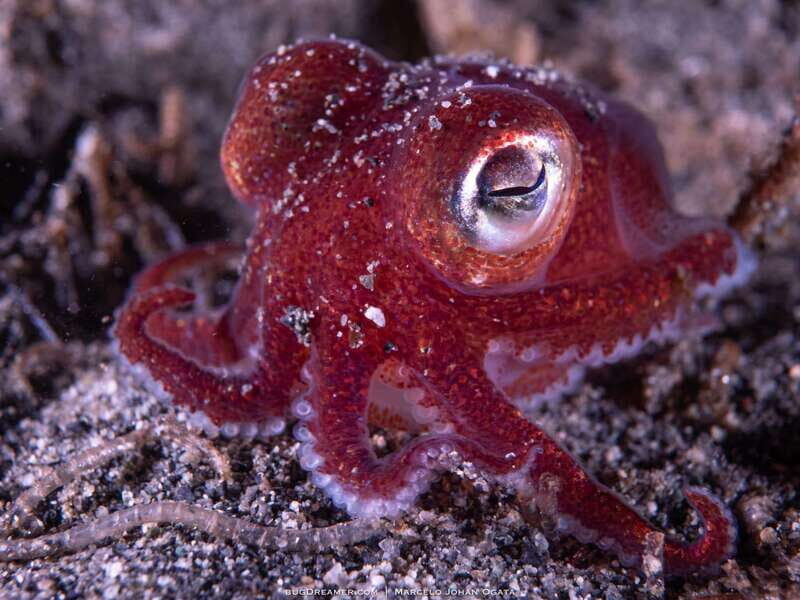 Vancouver: Discover the Best SCUBAdiving Sites by Boat - Final Thoughts