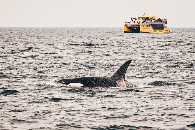 Vancouver Half-Day Whale Watching Adventure with Free Photos - Key Points