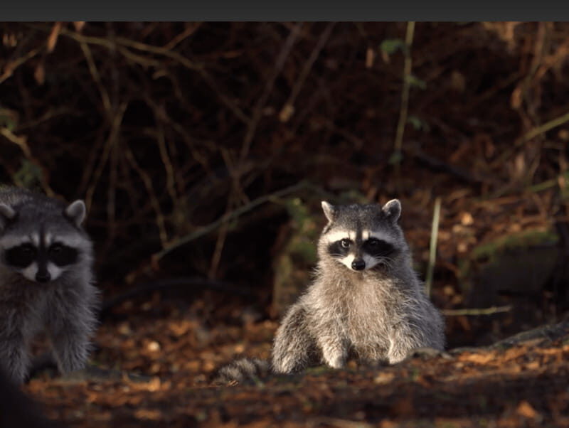 Vancouver: Haunted Halloween Trolley Tour - FAQ