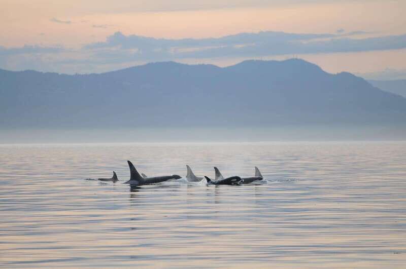 Vancouver Island: Cowichan Bay Sunset Whale Watching Tour - Who Is This Tour Best For?