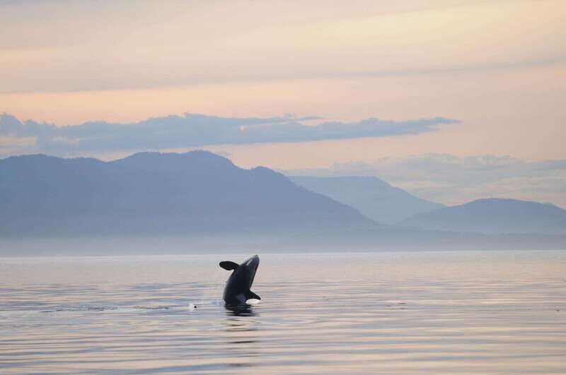 Vancouver Island: Cowichan Bay Sunset Whale Watching Tour - The Value of the Experience