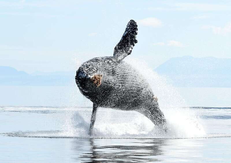 Vancouver Island: Cowichan Bay Sunset Whale Watching Tour - Is This Tour Suitable for Families or Travelers with Special Needs?