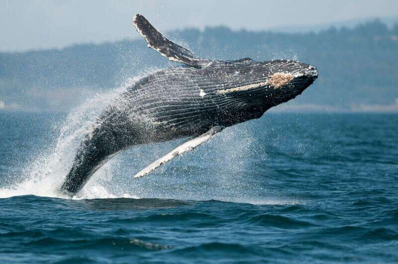Vancouver Island: Cowichan Bay Sunset Whale Watching Tour - FAQs