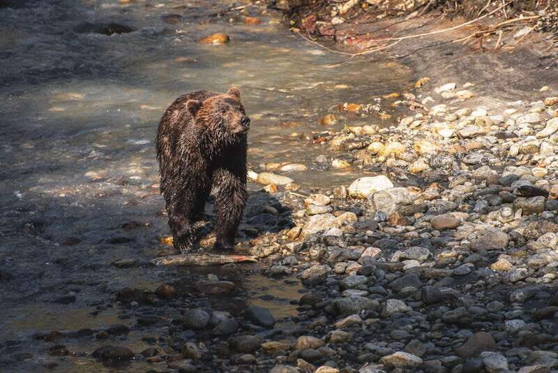Vancouver Island: Full-Day Grizzly Bear Tour at Toba Inlet - What to Expect on the Tour