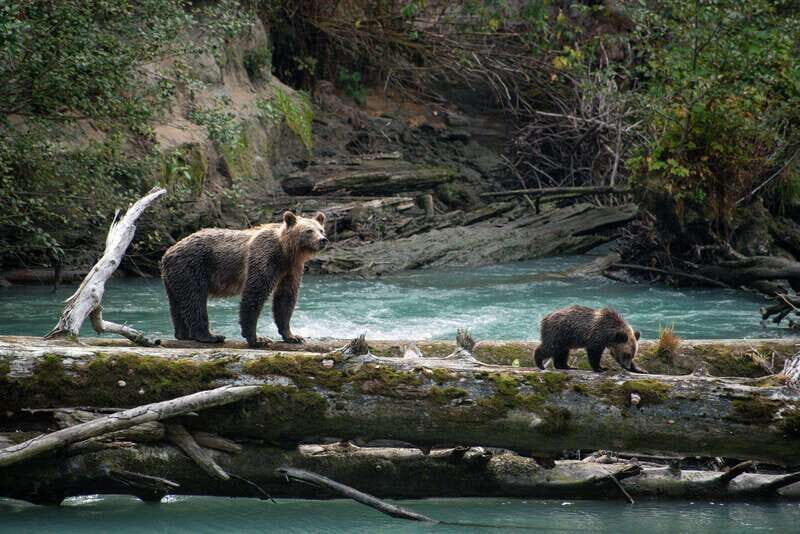 Vancouver Island: Full-Day Grizzly Bear Tour at Toba Inlet - The Price and Its Value