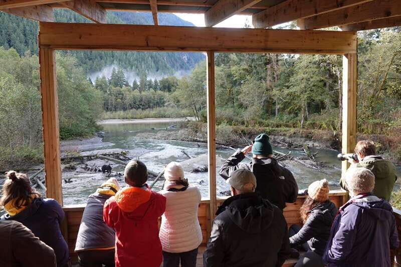 Vancouver Island: Full-Day Grizzly Bear Tour at Toba Inlet - The Sum Up