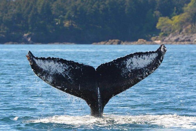Vancouver Island Half-Day Whale Watching Tour - Telegraph Cove - Key Points
