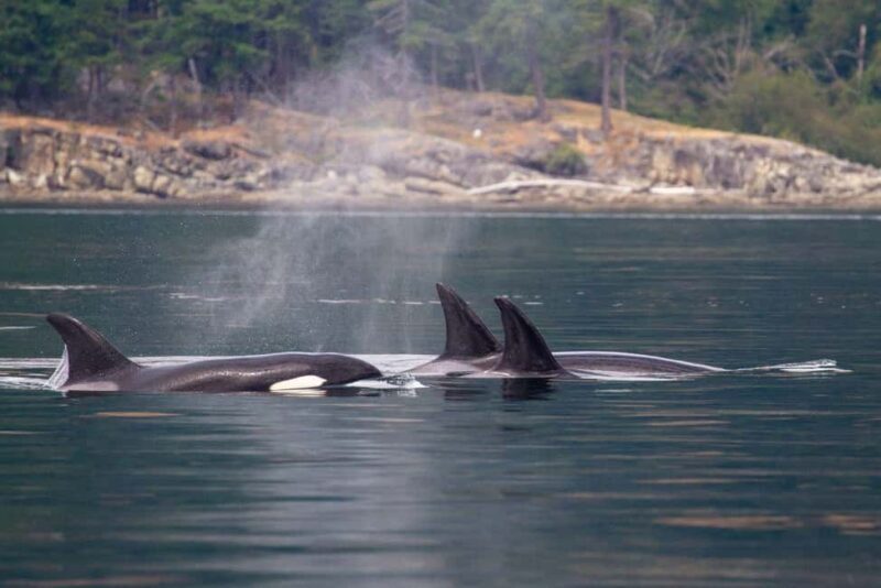Vancouver Island: Whale Watching Tour - What to Expect on the Vancouver Island Whale Watching Tour
