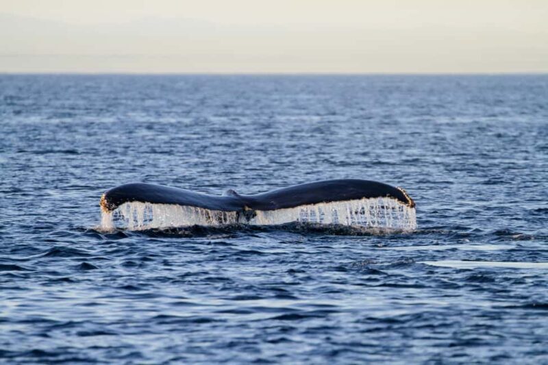 Vancouver Island: Whale Watching Tour - Assessing the Value of the Tour