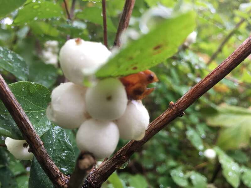 Vancouver: Stanley Park Talking Trees Tour - Key Points