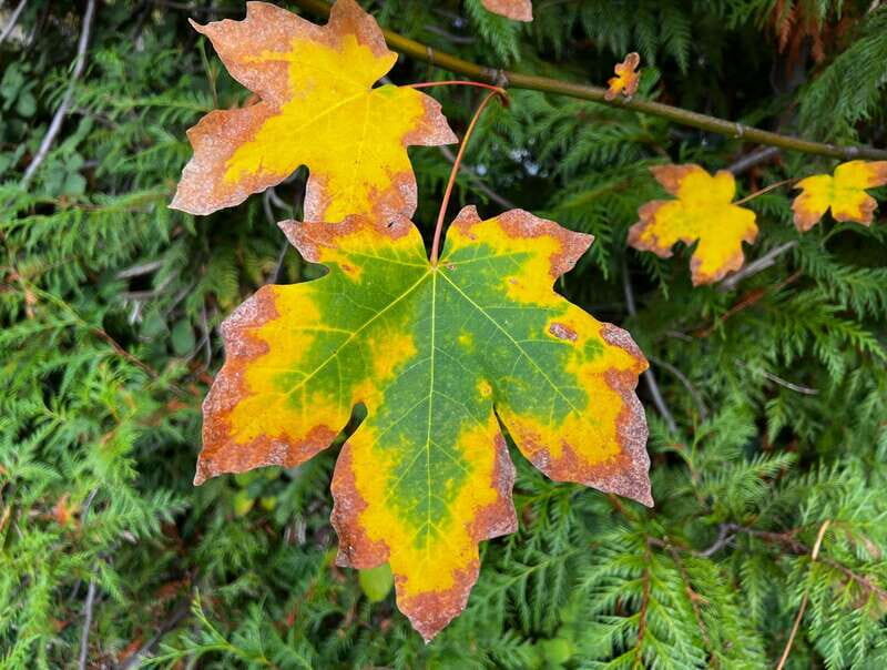 Vancouver: Stanley Park Talking Trees Tour - Value and Practicalities