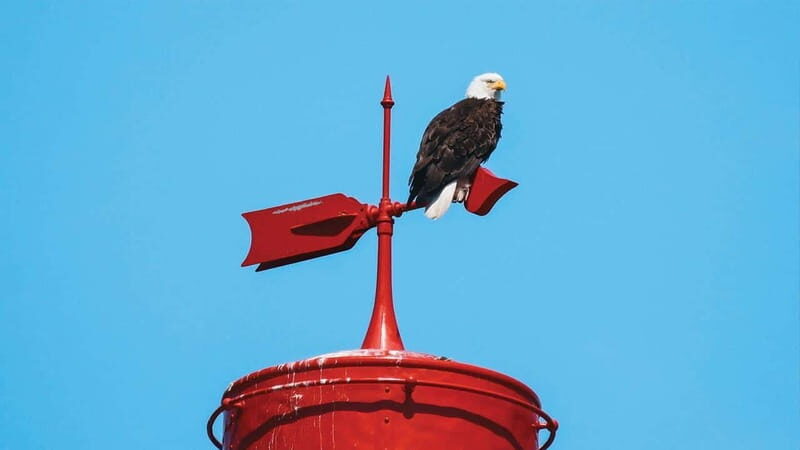 Vancouver: Waterfront Sightseeing Tour - City and Nature - Key Points