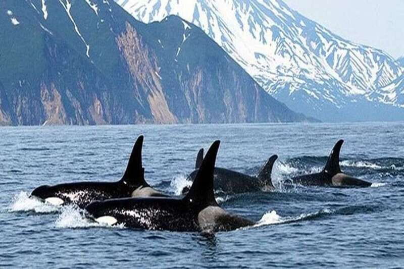 Vancouver: Whale Watching Adventure with Private City Tour - Who Would Enjoy This Tour?