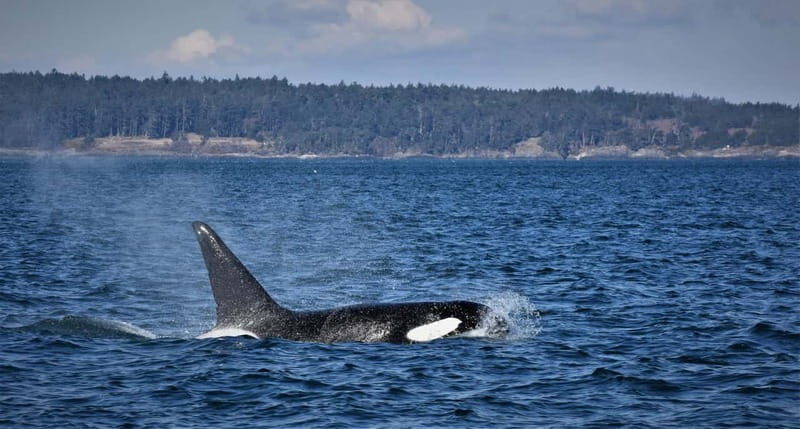 Vancouver Whale Watching Safari - What to Expect from the Vancouver Whale Watching Safari