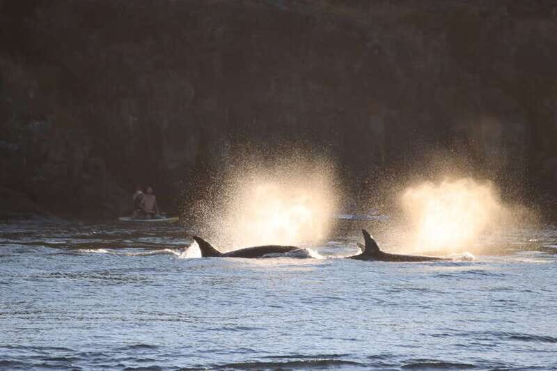 Vancouver Whale Watching Safari - Who Will Love This Tour?