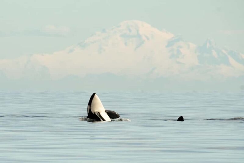 Vancouver: Zodiac Whale Watching Tour from Granville Island - A Closer Look at the Zodiac Whale Watching Experience