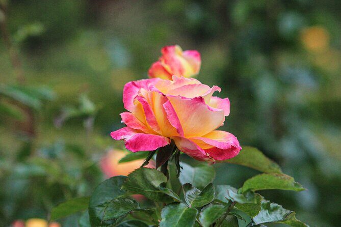 VanDusen Botanical Garden Admission Ticket - FAQ