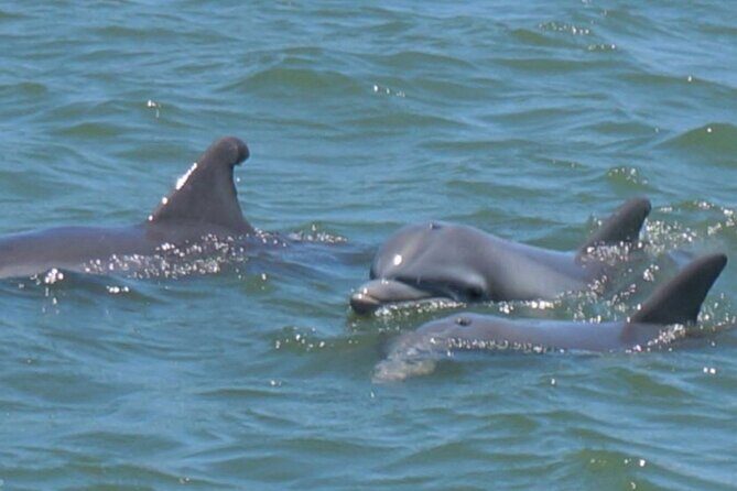 Vanishing Mile Isle Beachcomber Tour - FAQ