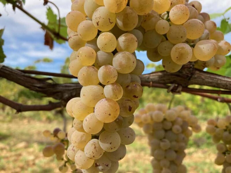 Vaucluse - Tasting & tour in Saint Estève: Our Viognier whites - The Value of the Experience