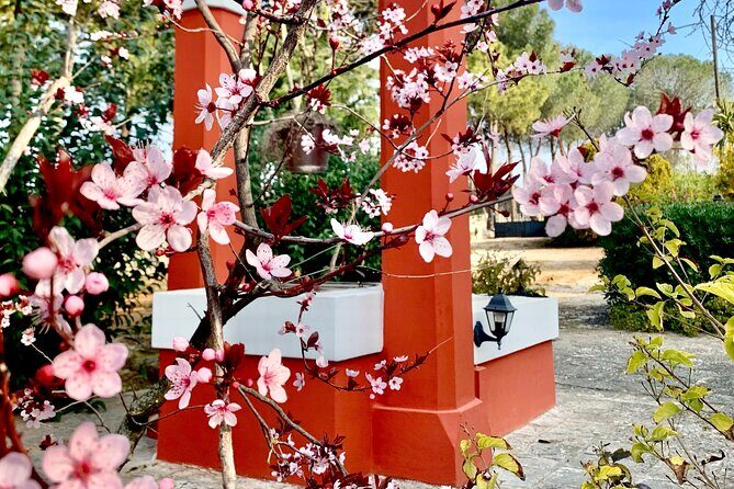 Vegan Charme: Typical Dinner with a Local in Monopoli - Final Thoughts