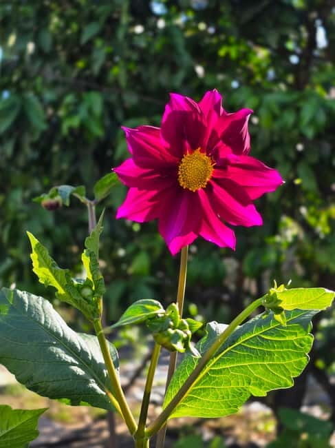 Vegetarian Albanian Food Tour in a Local Garden  Shkodër - Final Thoughts