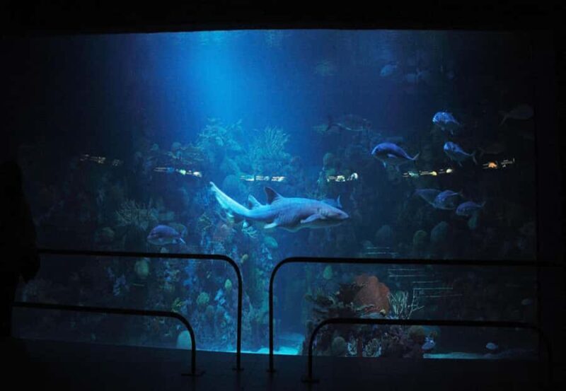 Veracruz: Panoramic Sightseeing City Tour and Aquarium - Who Is This Tour Best For?