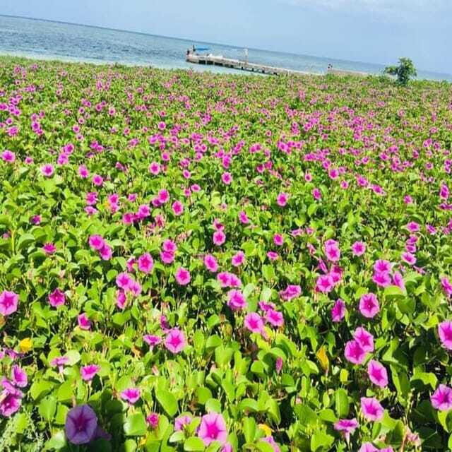 Veracruz: Snorkeling Adventure at Isla de En Medio - Final Thoughts