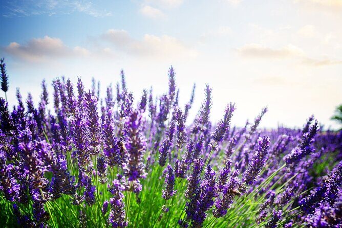 Verdon Canyon and its Lake Full Day Tour - Practical Details & Tips