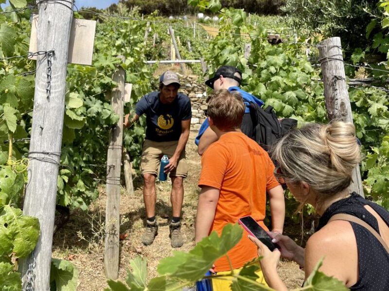 Vernazza: Panoramic Vineyard Trekking Tour w/ Wine Tasting - What Is This Tour About?