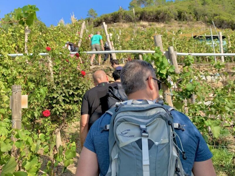 Vernazza: Panoramic Vineyard Trekking Tour w/ Wine Tasting - What’s the Value?
