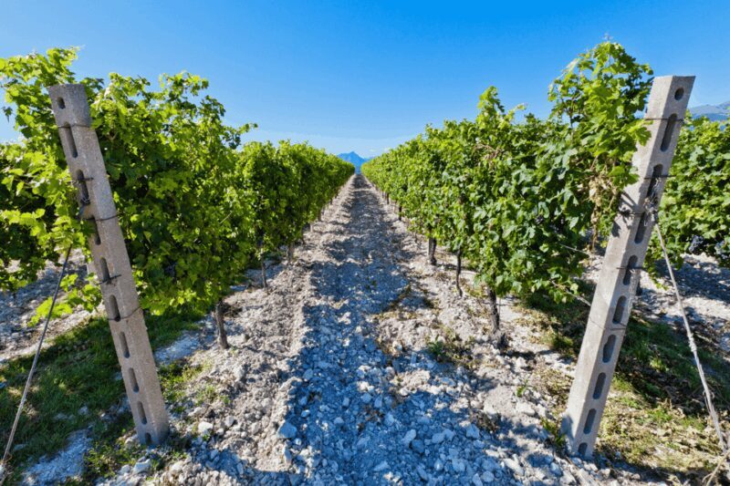 Verona: A family tasting in the heart of Valpolicella - Is This Tour Right for You?