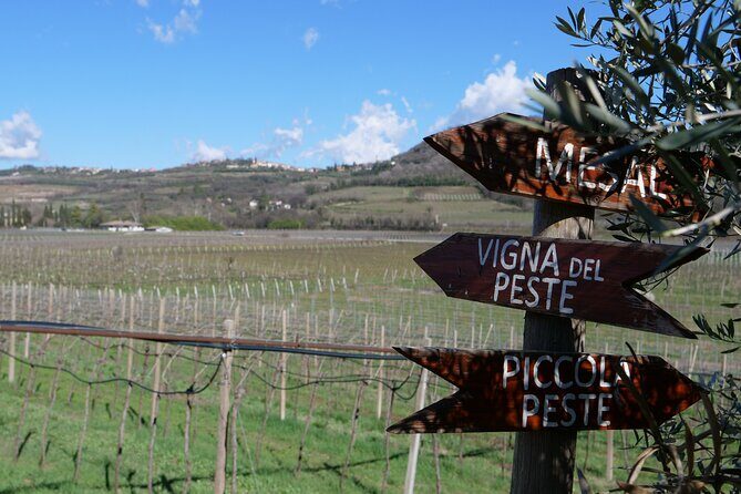 Verona - Cellar Tour and Tasting of NATURAL WINES - What You’ll Taste and See