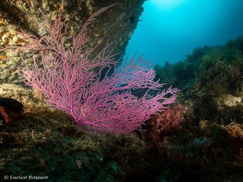 Very First Scuba Dive Experience in the Ocean from Peniche - Key Points