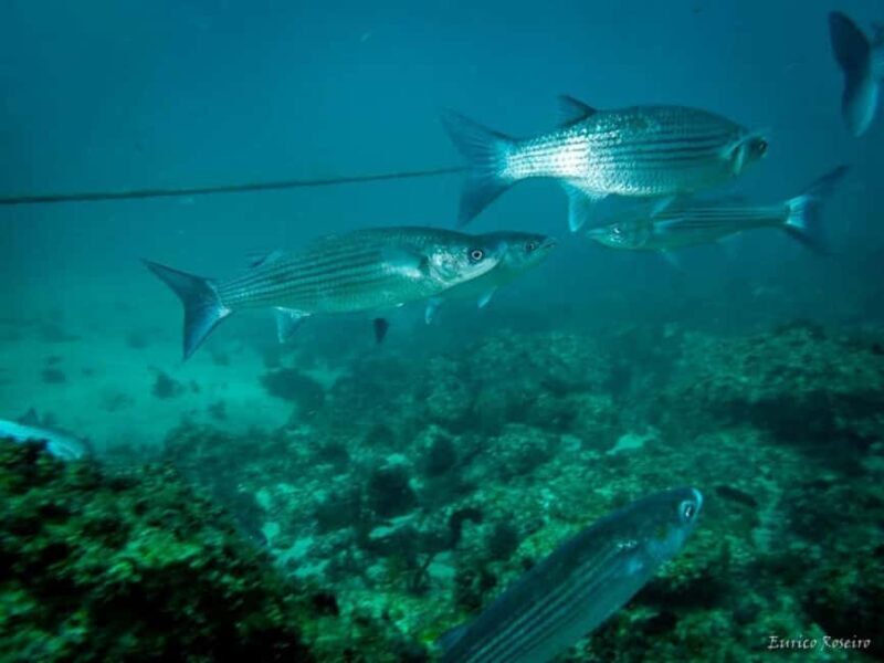 Very First Scuba Dive Experience in the Ocean from Peniche - The Experience in Detail